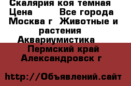 Скалярия коя темная › Цена ­ 50 - Все города, Москва г. Животные и растения » Аквариумистика   . Пермский край,Александровск г.